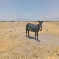 خر ماده درجه یک آبستن ۲ ماهه