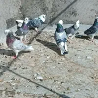 کبوتر پرشی تهرانی