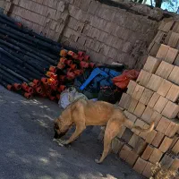 سگ سرابی اصل|سگ|اردبیل, |دیوار