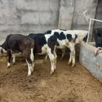 گوساله نر وماده