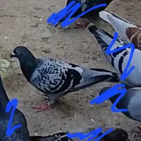 کبوتر فراری