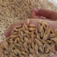 جو بذری تمیز پر بار
