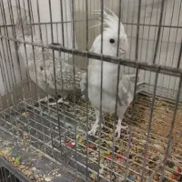 عروس هلندی مولد|پرنده|تهران, باغ فیض|دیوار