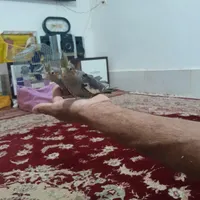 عروس هلندی|پرنده|زابل, |دیوار