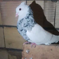 طوقی|پرنده|لردگان, |دیوار