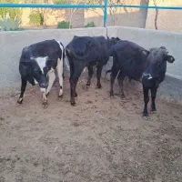 گوساله پرواری نر گیلک و گیل دورگ