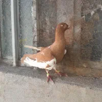 پرنده رنگی|پرنده|مسجد سلیمان, |دیوار