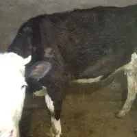 گاو آبستن سیمینتال