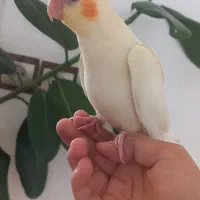 جوجه عروس هلندی|پرنده|دهگلان, |دیوار