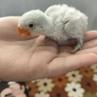 جوجه کوتوله گوگولی مگولی