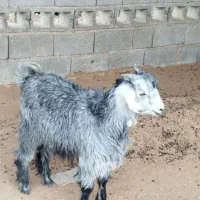 کهره نر|حیوانات مزرعه|قلعه قاضی, |دیوار