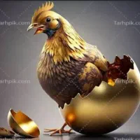 پخش تخم مرغ کسری