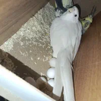 عروس هلندی. مرغ عشق. کوتوله