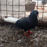 شادگان|پرنده|شادگان, |دیوار