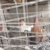 خروس،مرغ و بوقلمون محلی ضمانتی|حیوانات مزرعه|بم, |دیوار