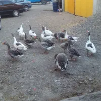 غاز|حیوانات مزرعه|فیروز, |دیوار