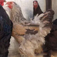 مرغ و خروس برهما