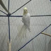 عروس هلندی لوتینیو|پرنده|خرمشهر, |دیوار