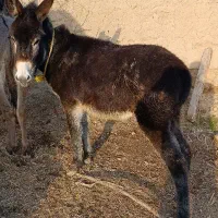 خر نر فروشی