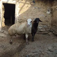 فروش قوچ داشتی