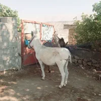 با سلام دو عدد الاغ یکی بخته یکی رمه خر|حیوانات مزرعه|یاسوج, |دیوار