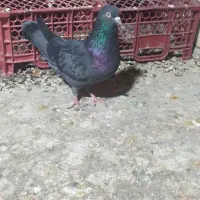 کبوتر شیخی سیاه آبادانی|پرنده|بندر ماهشهر, |دیوار