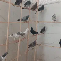 کبوترپرشی