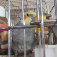 یک جفت عروس هلندی بالغ