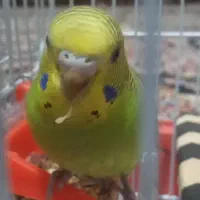 یک جفت مرغ عشق