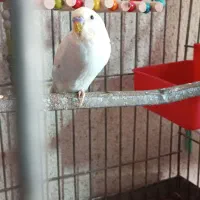 مرغ عشق رینبو|پرنده|میناب, |دیوار