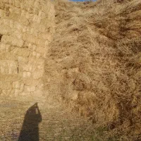 یونجه|عمدهفروشی|اردبیل, |دیوار