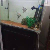 آکواریوم ۶۰ سانتی
