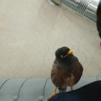 مرغ مینا|پرنده|اردبیل, |دیوار