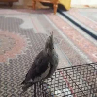 عروس هلندی|پرنده|اردبیل, |دیوار