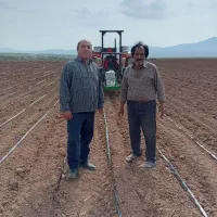 بذر گندم اصلاح شده پیشگام