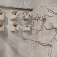 نرگسی شکلاتی|پرنده|یزد, |دیوار