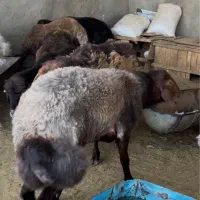 قوچ همو بره قوچ همو هترو