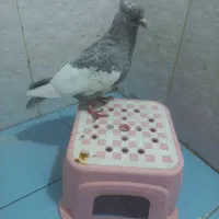 سینه الماسی