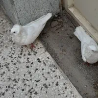 کفتر|پرنده|اصفهان, برزان|دیوار