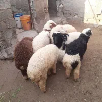 گوسفند نر|حیوانات مزرعه|کارون, |دیوار