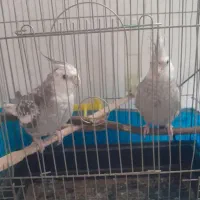 عروس هلندی
