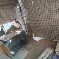 کبوتر خوشرنگ ویال