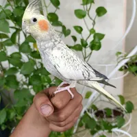 فروش یک جفت عروس هلندی سالم ( مولد واقعی ) دستی|پرنده|تهران, جوادیه تهرانپارس|دیوار