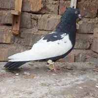 کفتر سینه.کله.سیاه نرمست