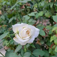 فروش بلیط کنسرت علی عبدالمالکی