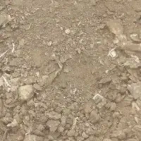 کودمرغی،خالص،مرغ،گوشتی،نه تخم مرغی شرطی