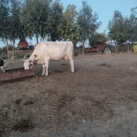 یک راس گاو گوساله دار