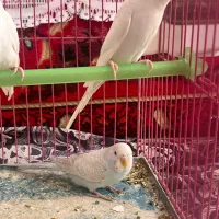 مرغ عشق سفید هلندی چشم قرمز وآبی کمرنگ(رنگ خاص)|پرنده|استهبان, |دیوار