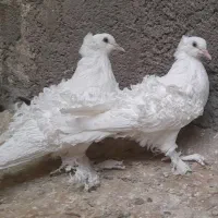 کبوتر تزیینی سوپر جکسون|پرنده|تهران, شهرک غرب|دیوار