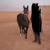 اسب مادیان معاوضه با موتور